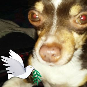 Meet your Posher, Carol